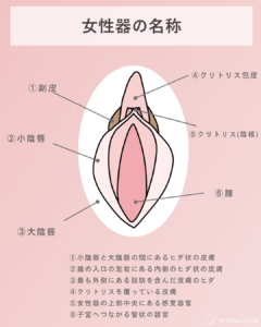 小陰唇と副皮の位置を示した解剖学的イラスト